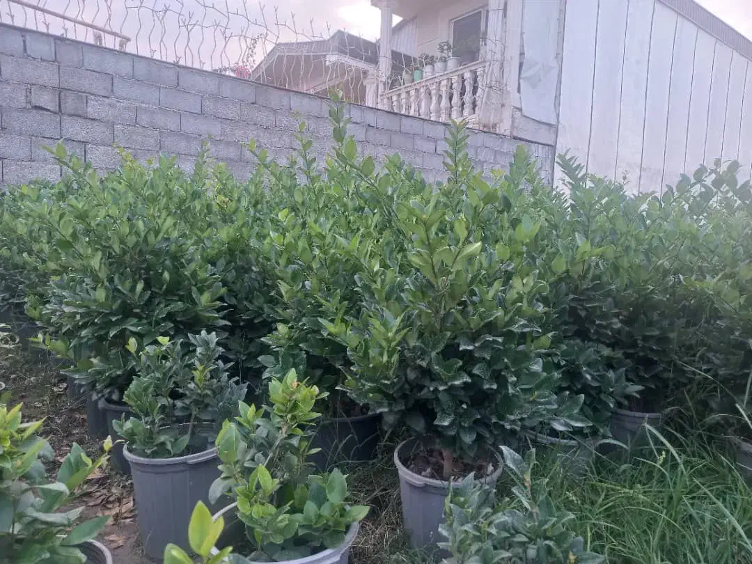 فروش گل و گیاه|گل و گیاه طبیعی|رودسر, |دیوار