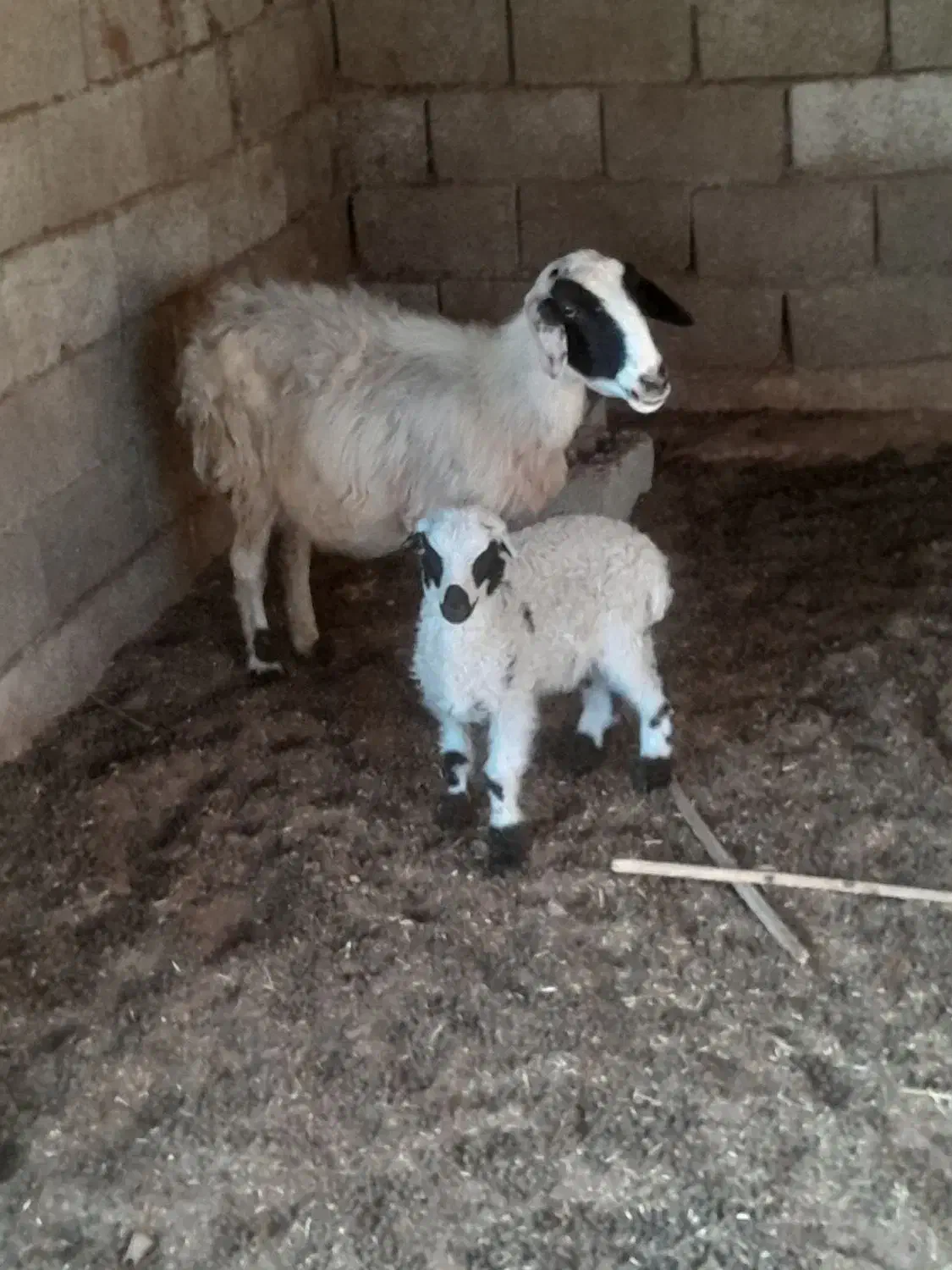 میش با بره|حیوانات مزرعه|بندرعباس, |دیوار
