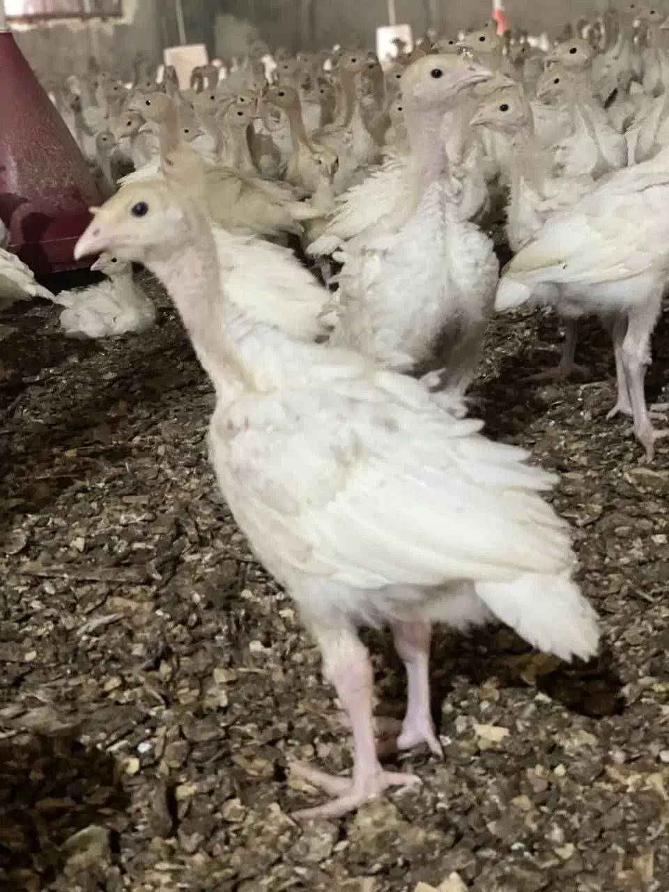 جوجه با وزن ۱کیلو و۲۰۰فقط ۳۹۰هزار بوقلمون|حیوانات مزرعه|بیرجند, |دیوار