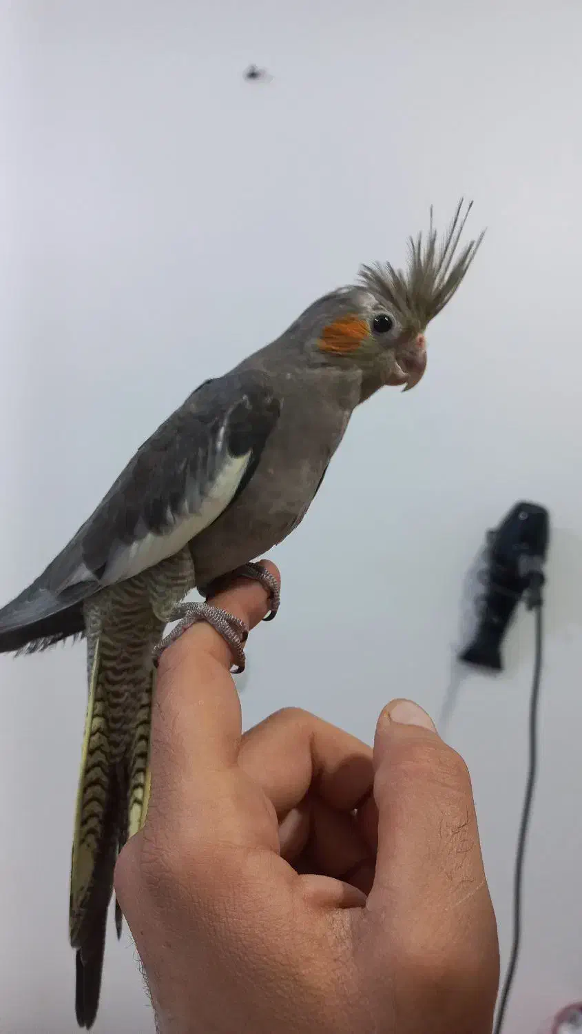 طوطی عروس هلندی سینامون|پرنده|شوشتر, |دیوار