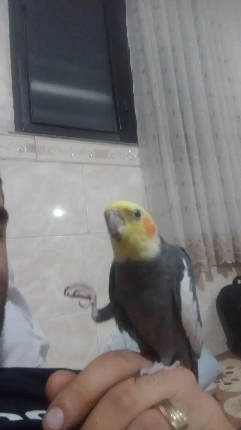 طوطی گمشده|پرنده|الوند, |دیوار