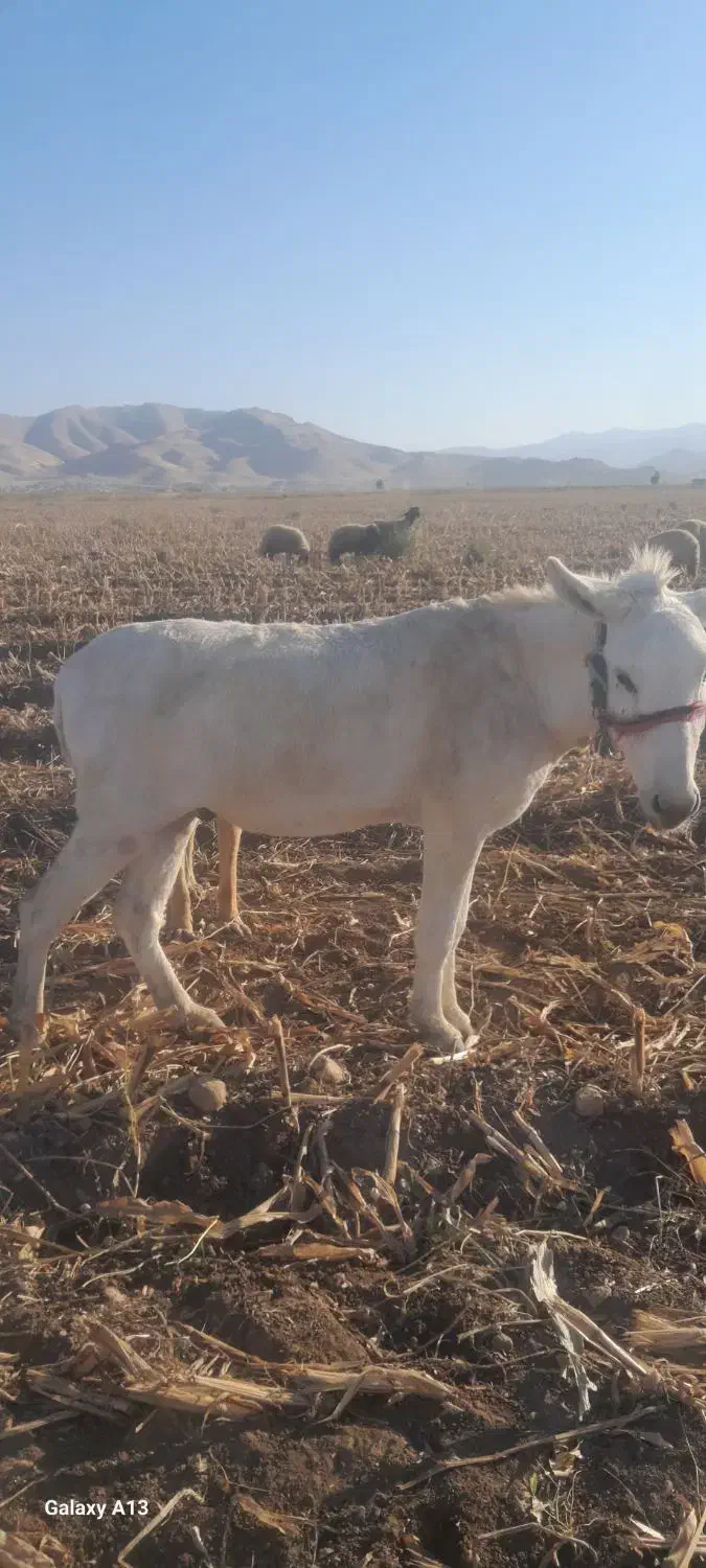 درجه یک ناو رانی|حیوانات مزرعه|دشت ذهاب, |دیوار