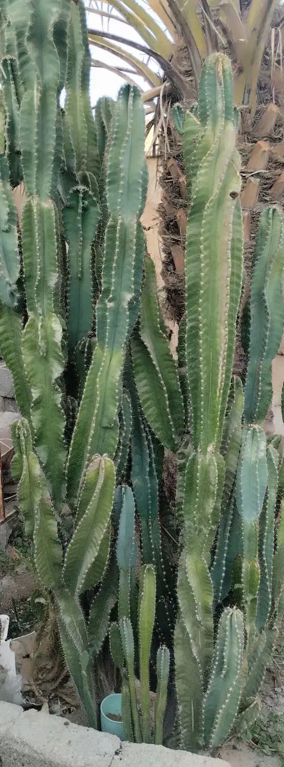 کاکتوس|گل و گیاه طبیعی|خورموج, |دیوار