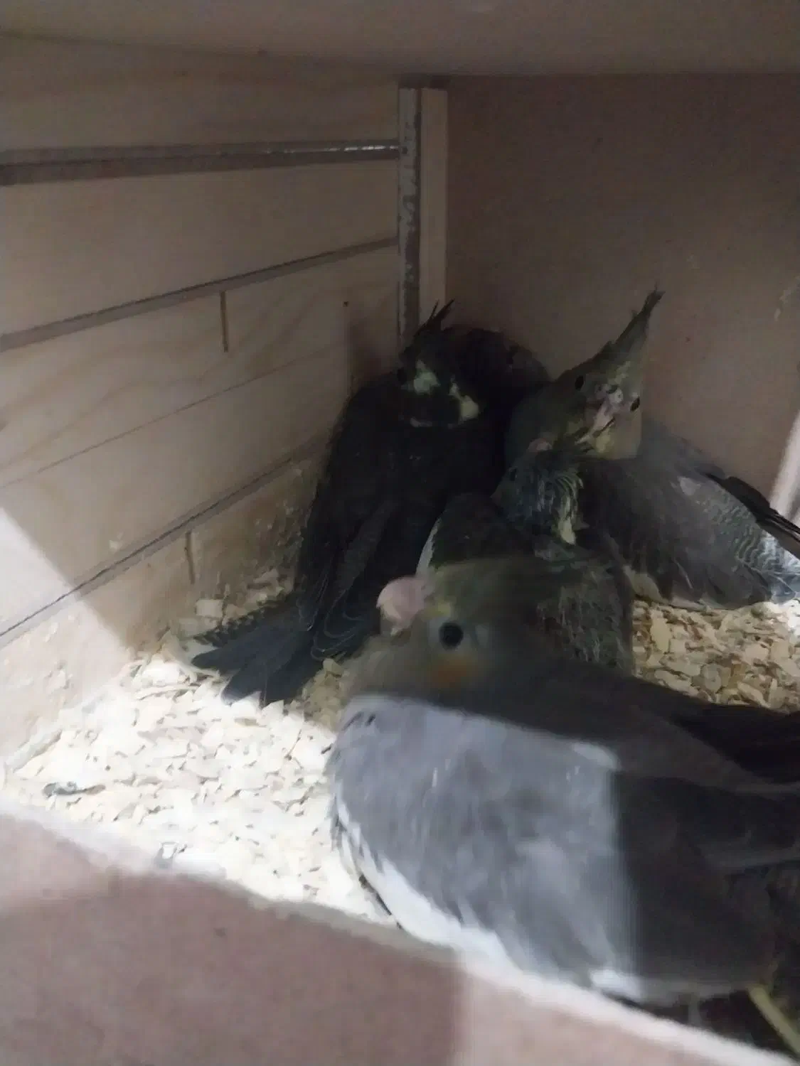 عروس هلندی نرو ماده با پنچ تا جوجه|پرنده|کرج, اخگرآباد|دیوار