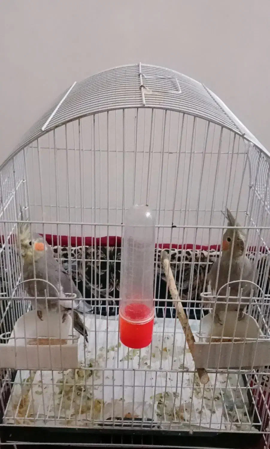 عروس هلندی نروماده ۲تومن|پرنده|کلیبر, |دیوار