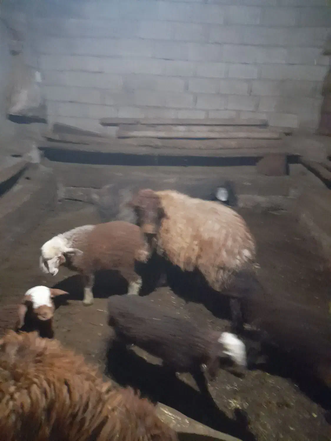 جفتی ۵۵ ملیون|حیوانات مزرعه|سرعین, |دیوار