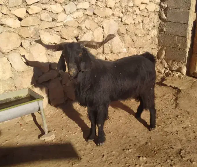 پازن تخمی کمر قوی|حیوانات مزرعه|رامهرمز, |دیوار