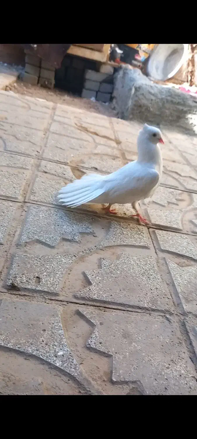 برفی نر دستی|پرنده|تربت جام, یحیی آباد|دیوار