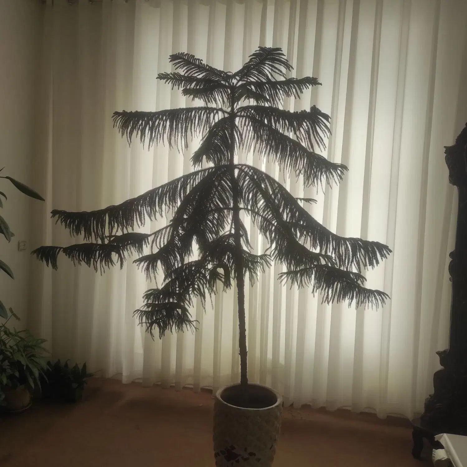 گل زیبا وسرحال|گل و گیاه طبیعی|میاندوآب, |دیوار