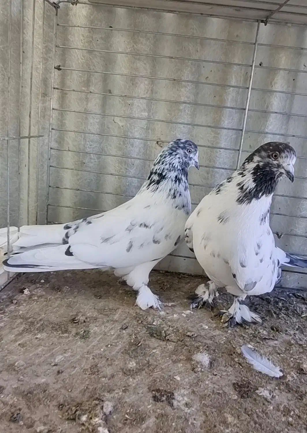 کبوتر پرشی|پرنده|ابهر, |دیوار