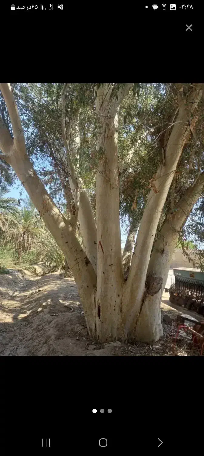 خریدار چوب|خدمات باغبانی و درختکاری|شوشتر, |دیوار