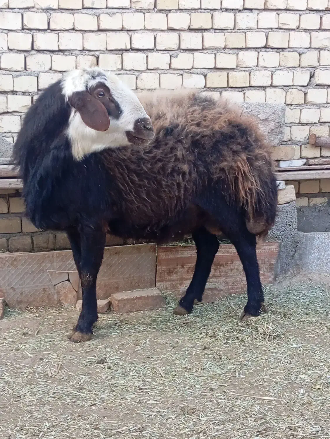 قوچ قزل افشار|حیوانات مزرعه|شیدا, |دیوار