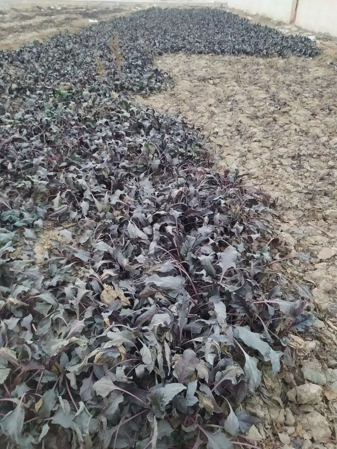 چغندرلبو|خدمات باغبانی و درختکاری|برخوار, |دیوار