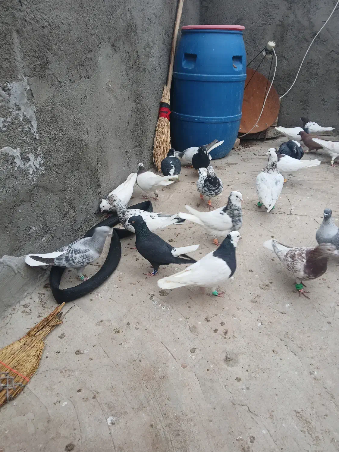 کبوتر رنگی|پرنده|مشهد, آیت الله خامنه‌ای|دیوار