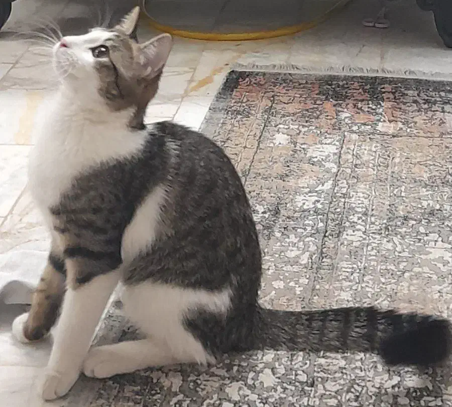 گربه ماده هفت ماهه|گربه|قم, دانش|دیوار