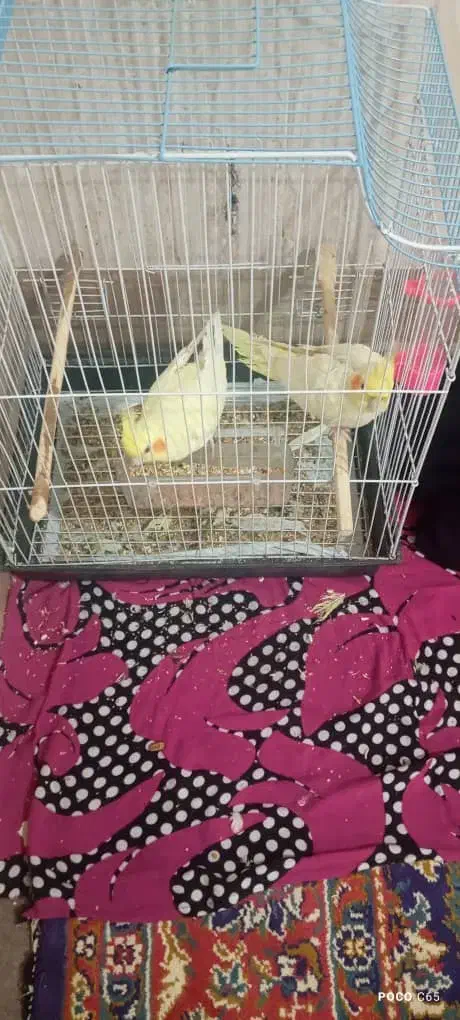 دوچفت عروس  هلندی|پرنده|آبادان, |دیوار