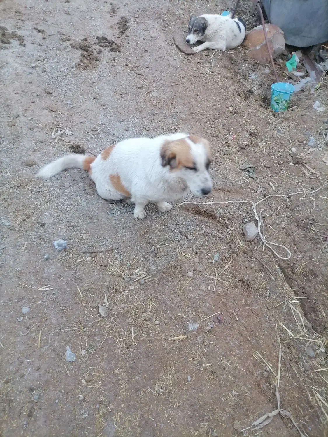 سگ پاکوتاه نرمفت|سگ|بیرجند, |دیوار