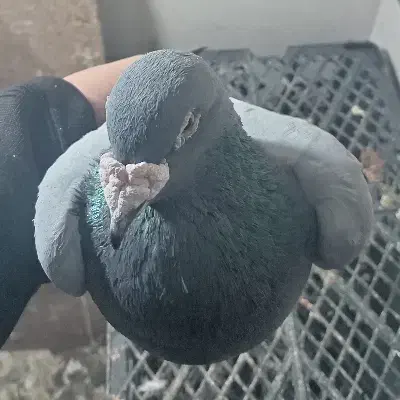 کفتر|پرنده|تربت‌حیدریه, سرمحله|دیوار