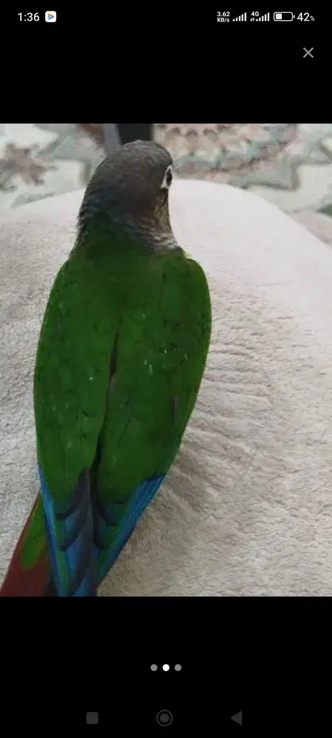 گرینچیک|پرنده|بندرعباس, |دیوار