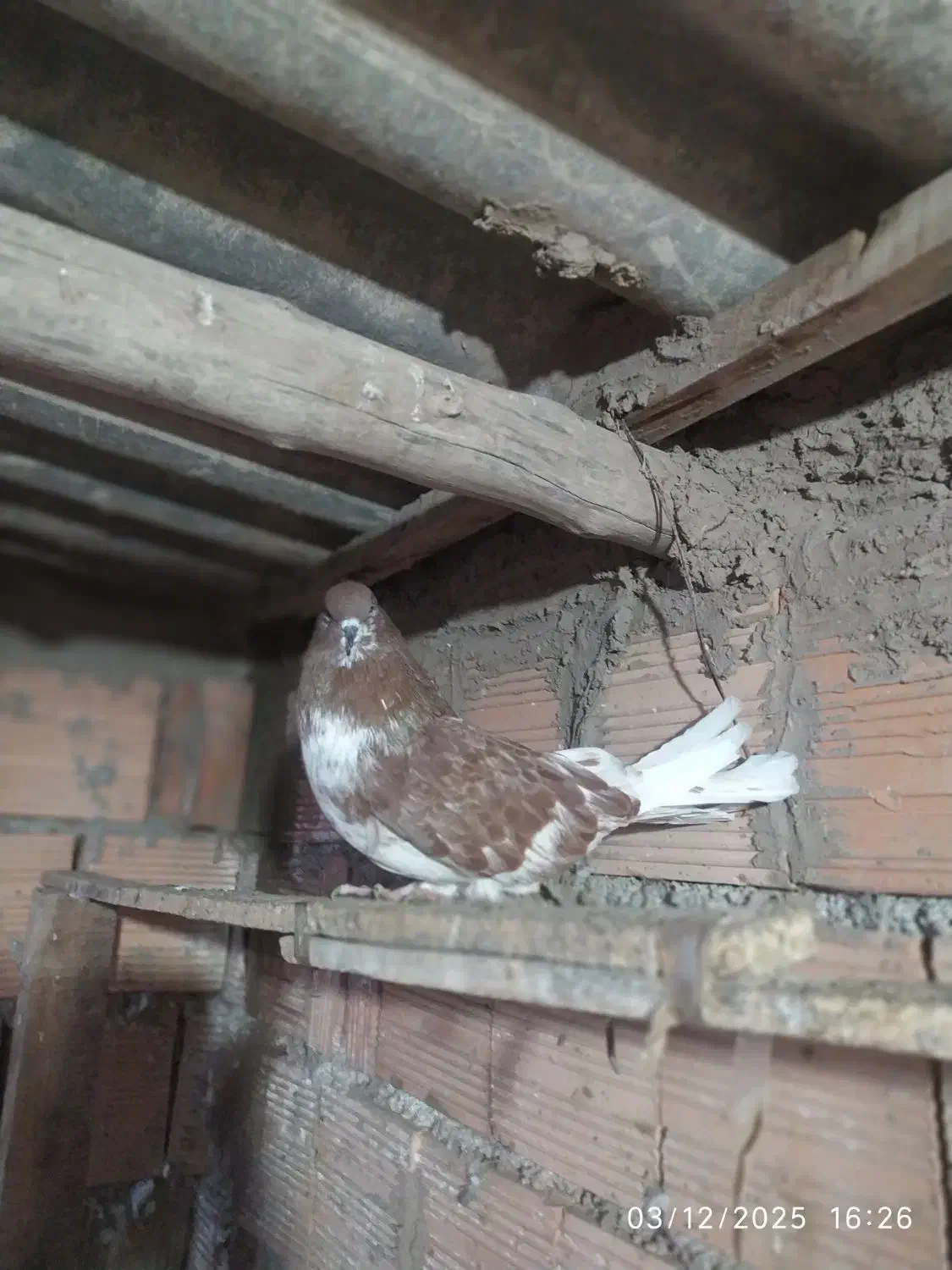 کبوتر گرگی کشیده|پرنده|آق قلا, |دیوار