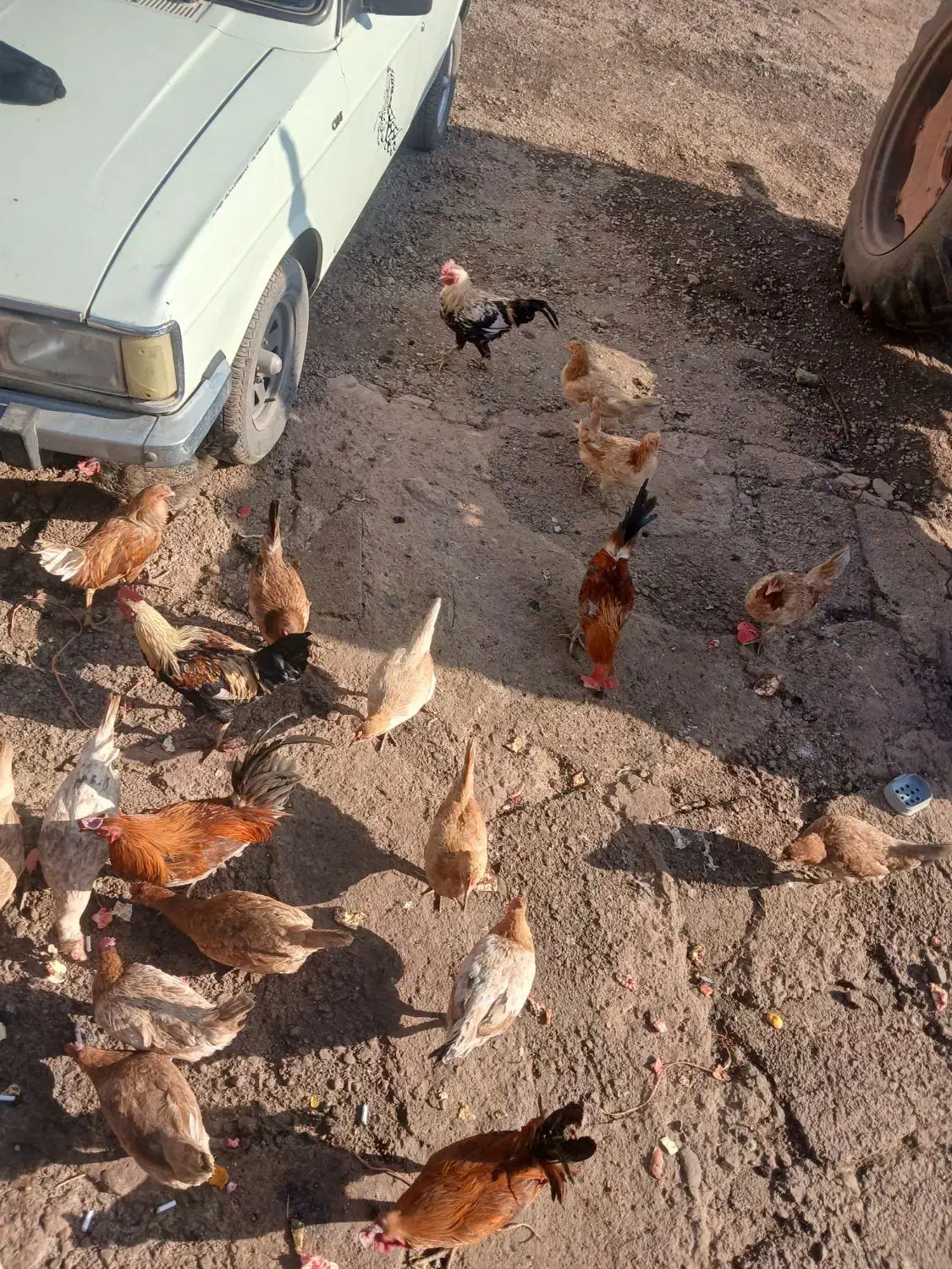 خروس محلی ۱۰ عدد|حیوانات مزرعه|ویسیان, |دیوار