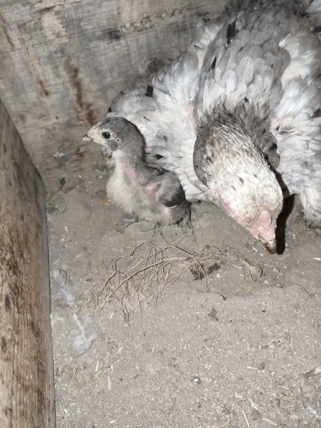 مرغ لاری|حیوانات مزرعه|ری, فیروزآباد|دیوار