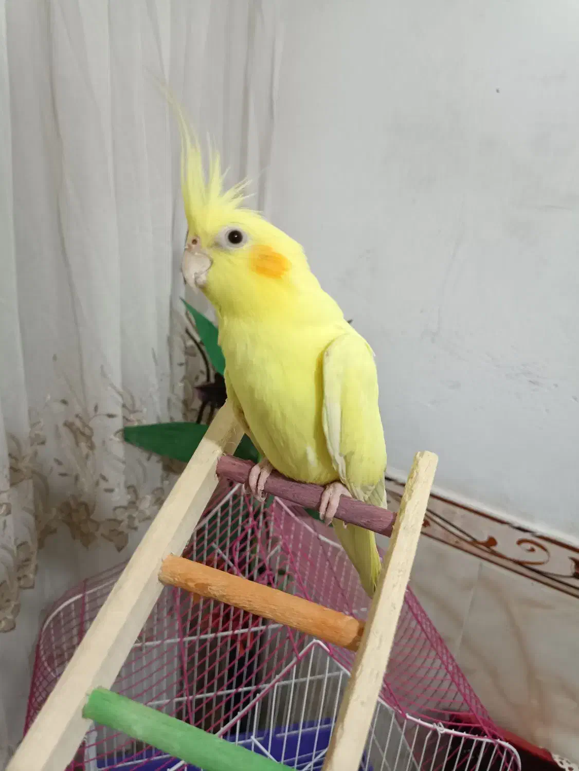 عروس هلندی لوتینو۱۲ماهه بسیار زیبا|پرنده|سنندج, |دیوار