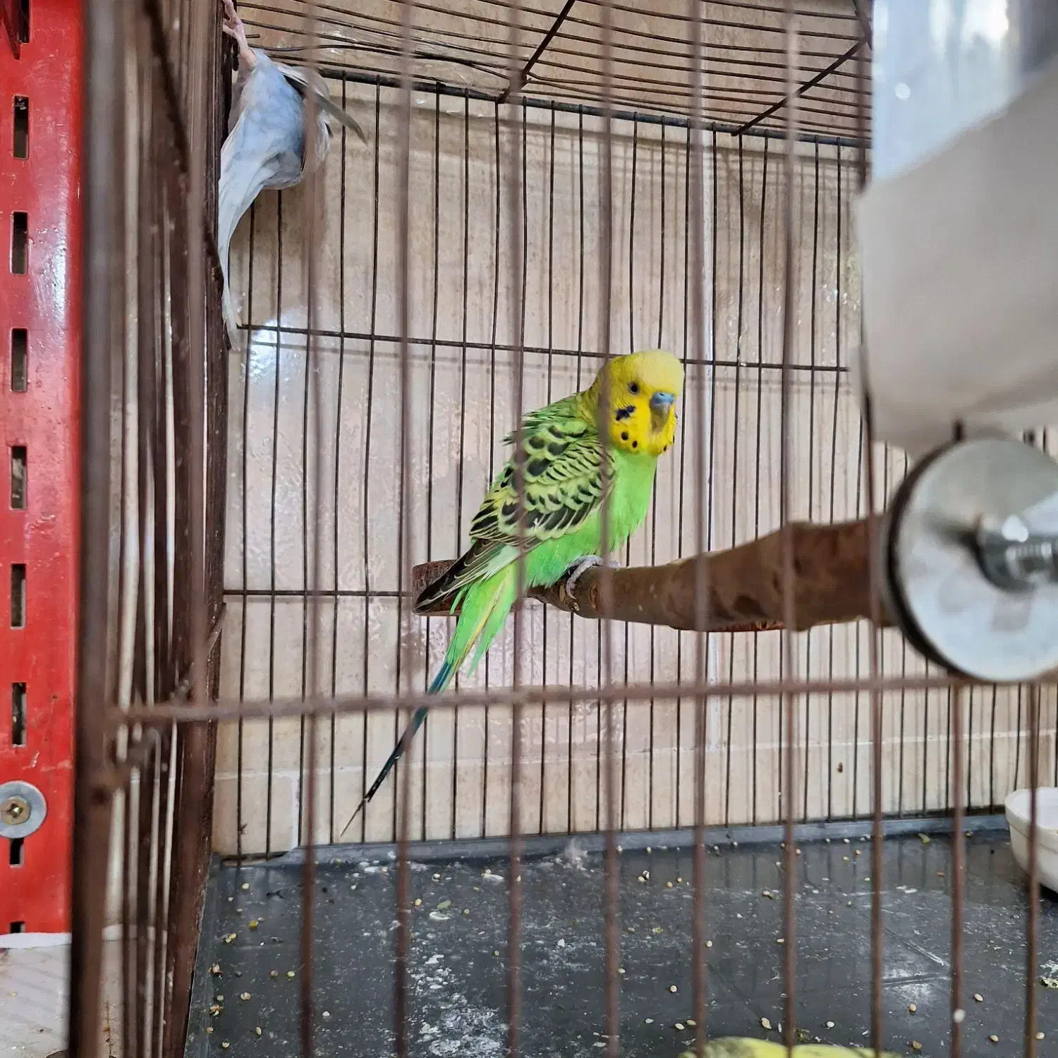 مرغ عشق|پرنده|هشتگرد, شهرک راه آهن|دیوار