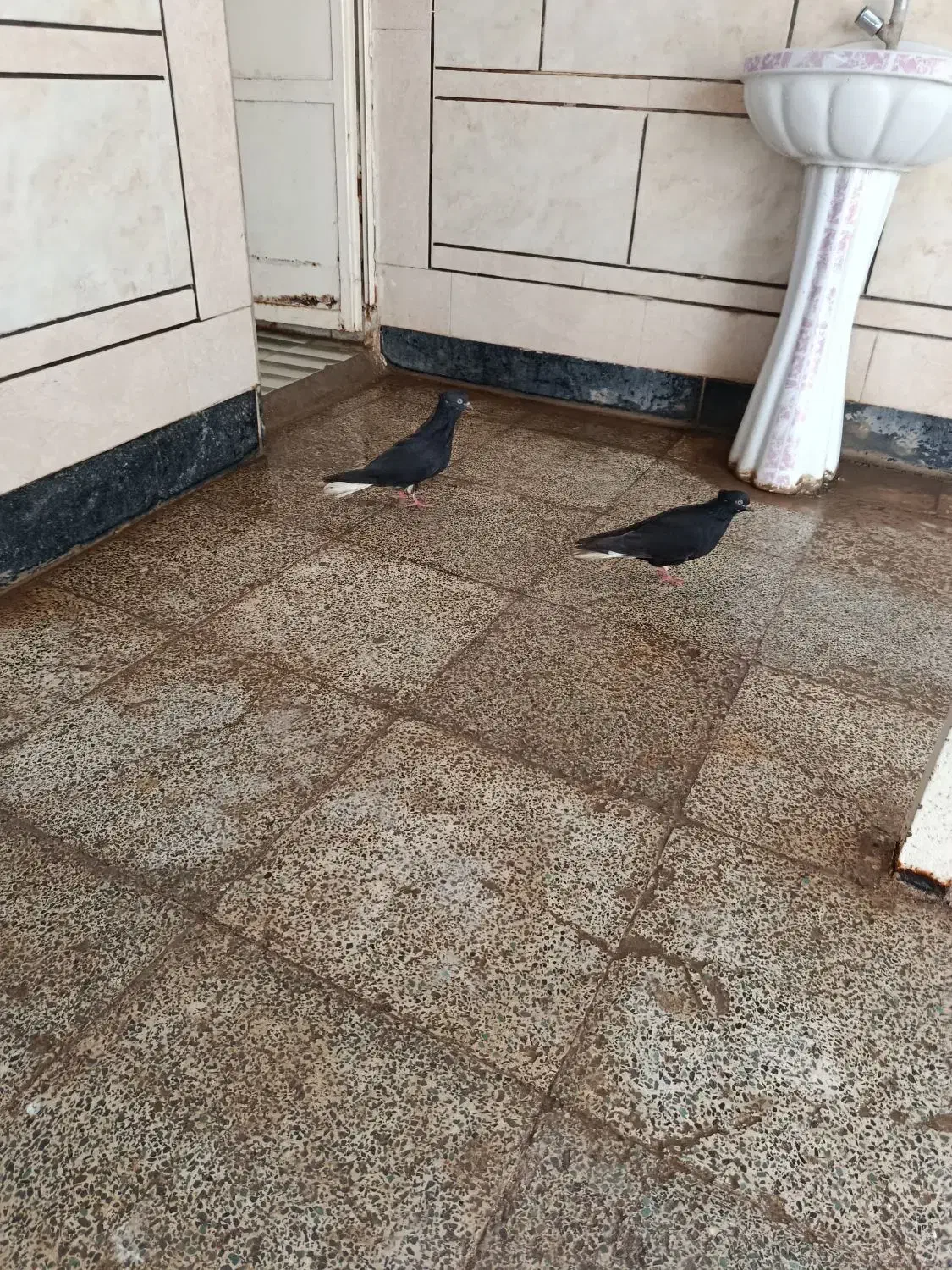 دم سفید با جوجه|پرنده|اهواز, کیانشهر|دیوار