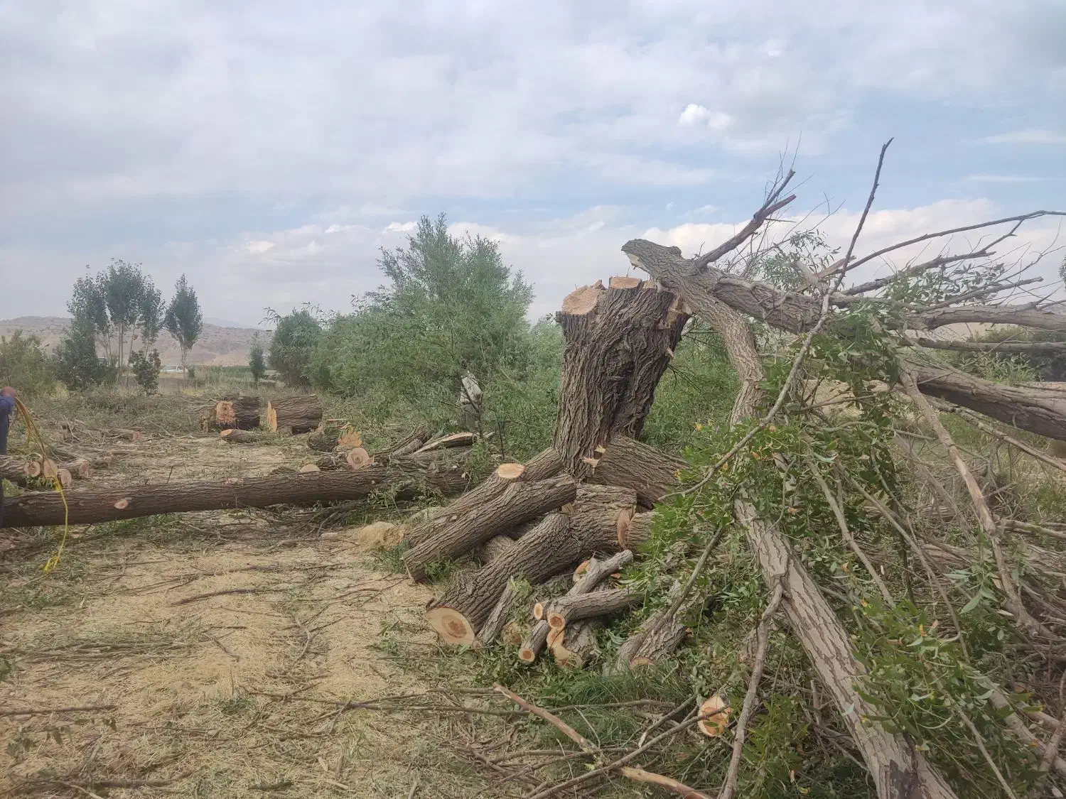 خریدار درخت چوب|خدمات باغبانی و درختکاری|یاسوج, |دیوار