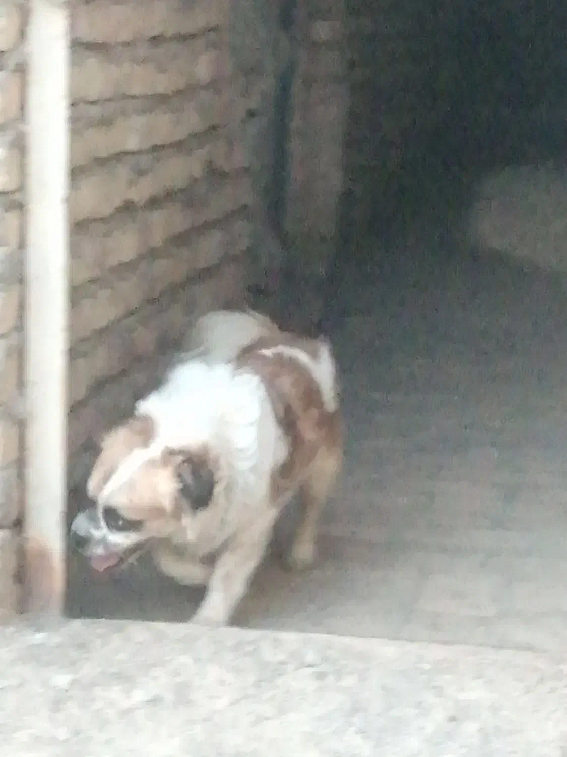 فروش یک جفت سگ پاکوتاه|سگ|میبد, |دیوار