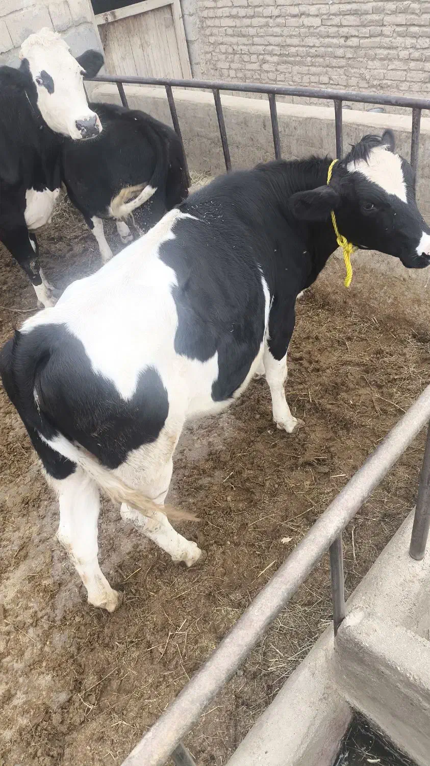 فروش گاو|حیوانات مزرعه|بکتاش, |دیوار