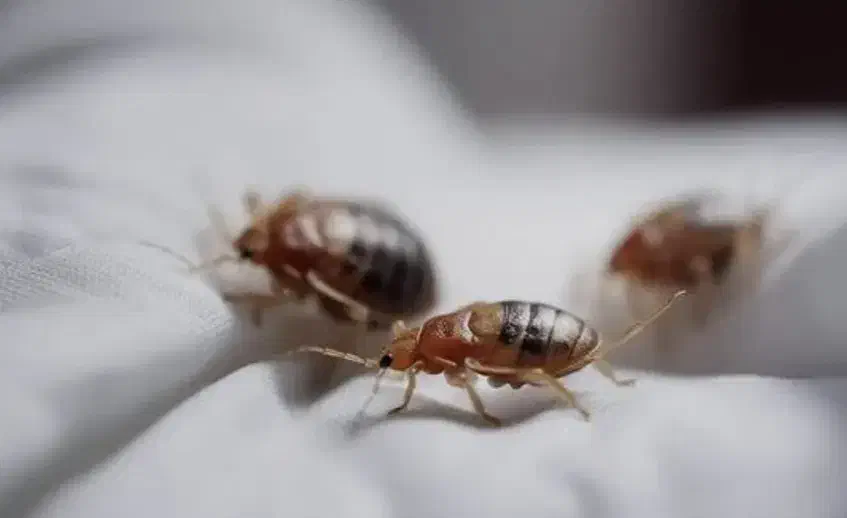 سمپاشی رادین|خدمات نظافت|اسلامشهر, شهرک مهدیه|دیوار