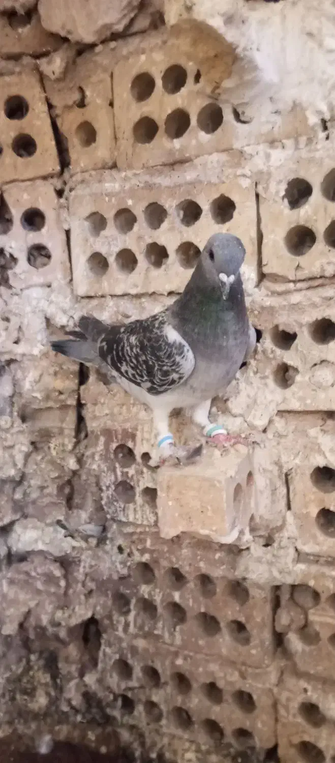 کفتر پرش|پرنده|مشهد, گلبرگ شمالی|دیوار