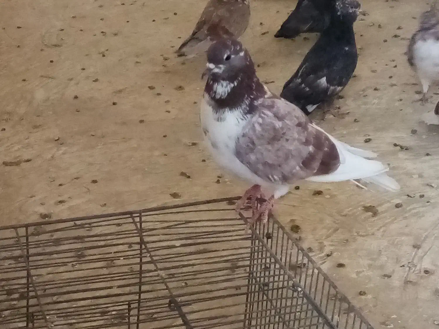 کفتر|پرنده|ارومیه, |دیوار