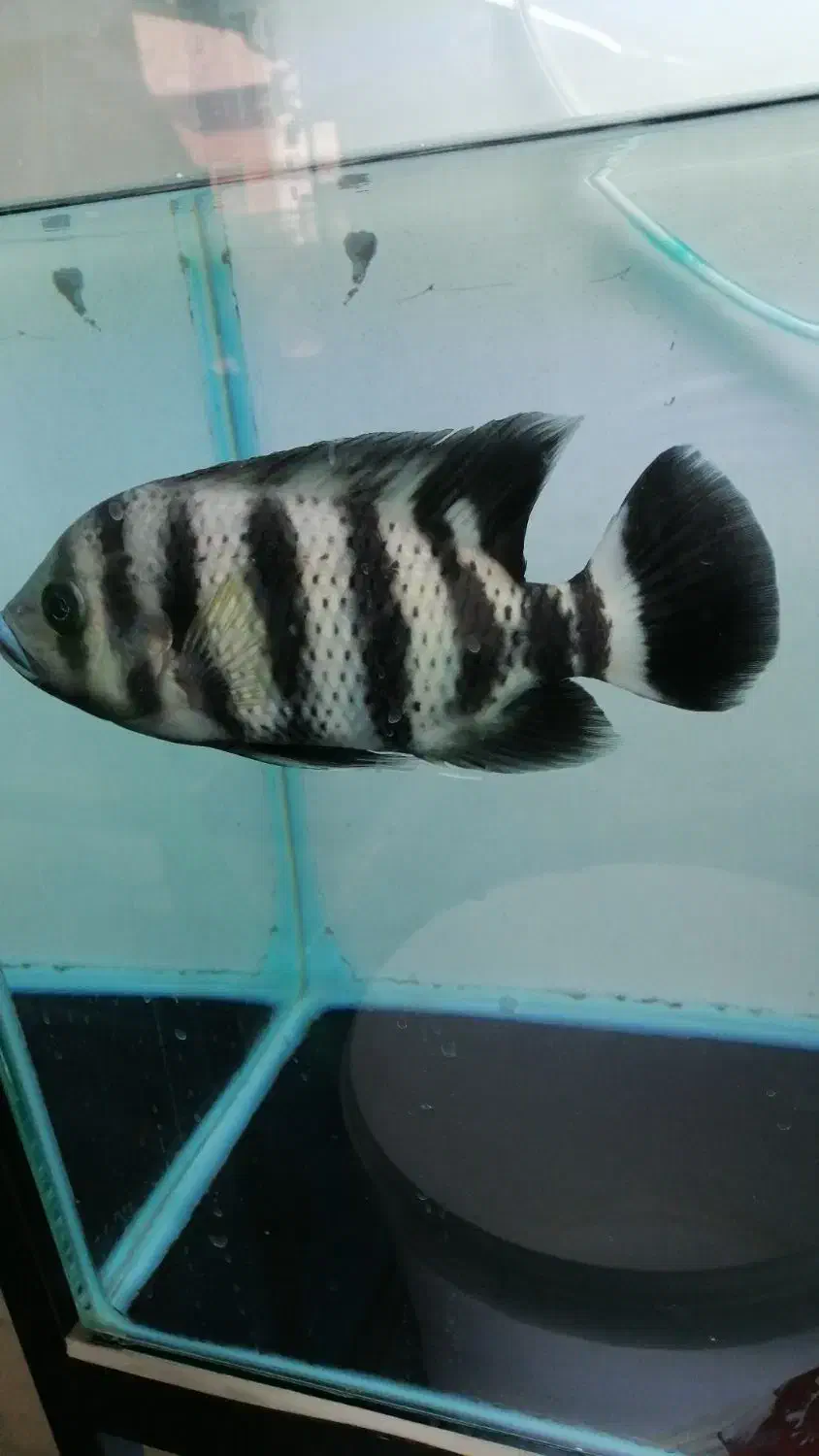 ماهی|ماهی|بیجار, |دیوار