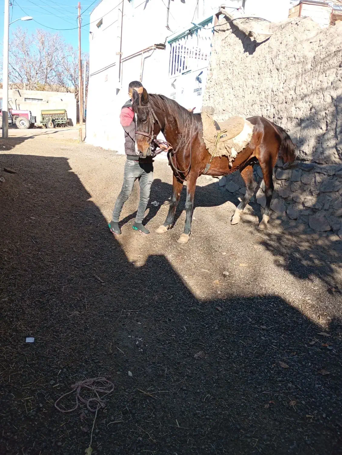 اسب مادیان یورقه|اسب و تجهیزات اسبسواری|تیکمه داش, |دیوار