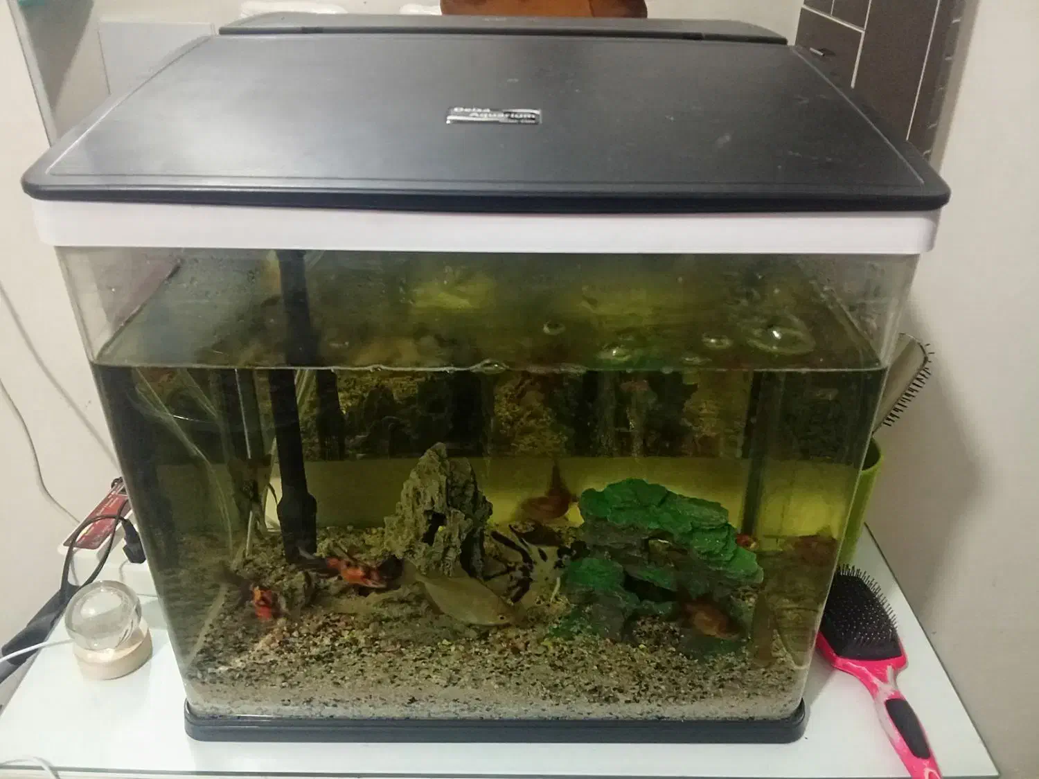 آکواریوم|ماهی|دورود, |دیوار