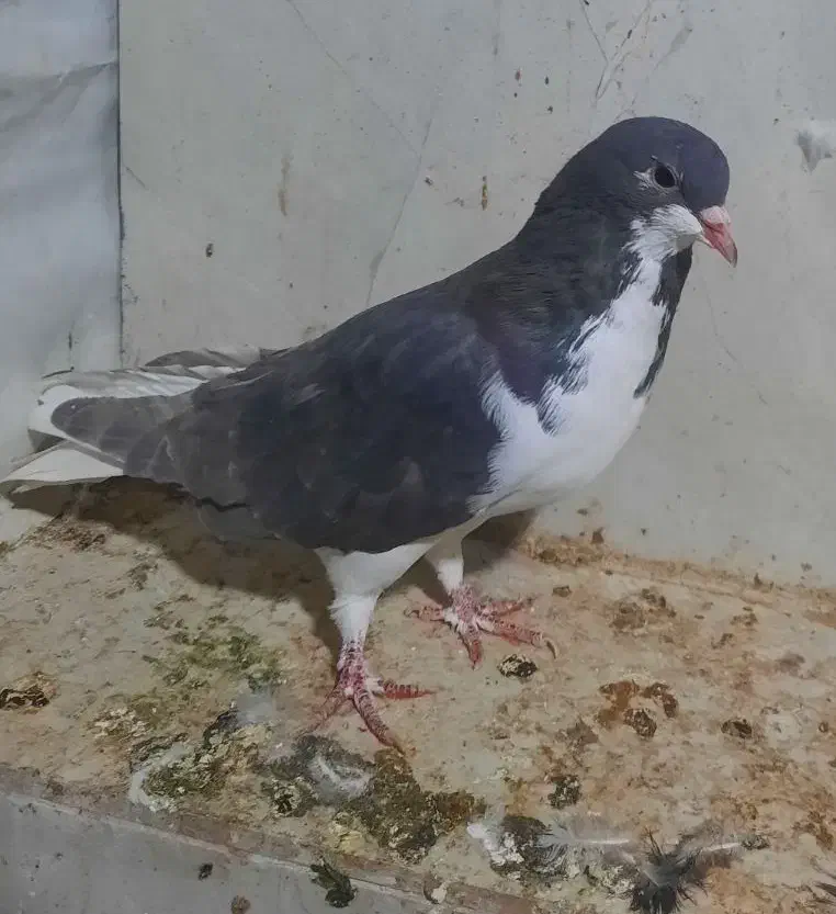 چندتا کفتر نرو ماده|پرنده|شیراز, وزیرآباد|دیوار