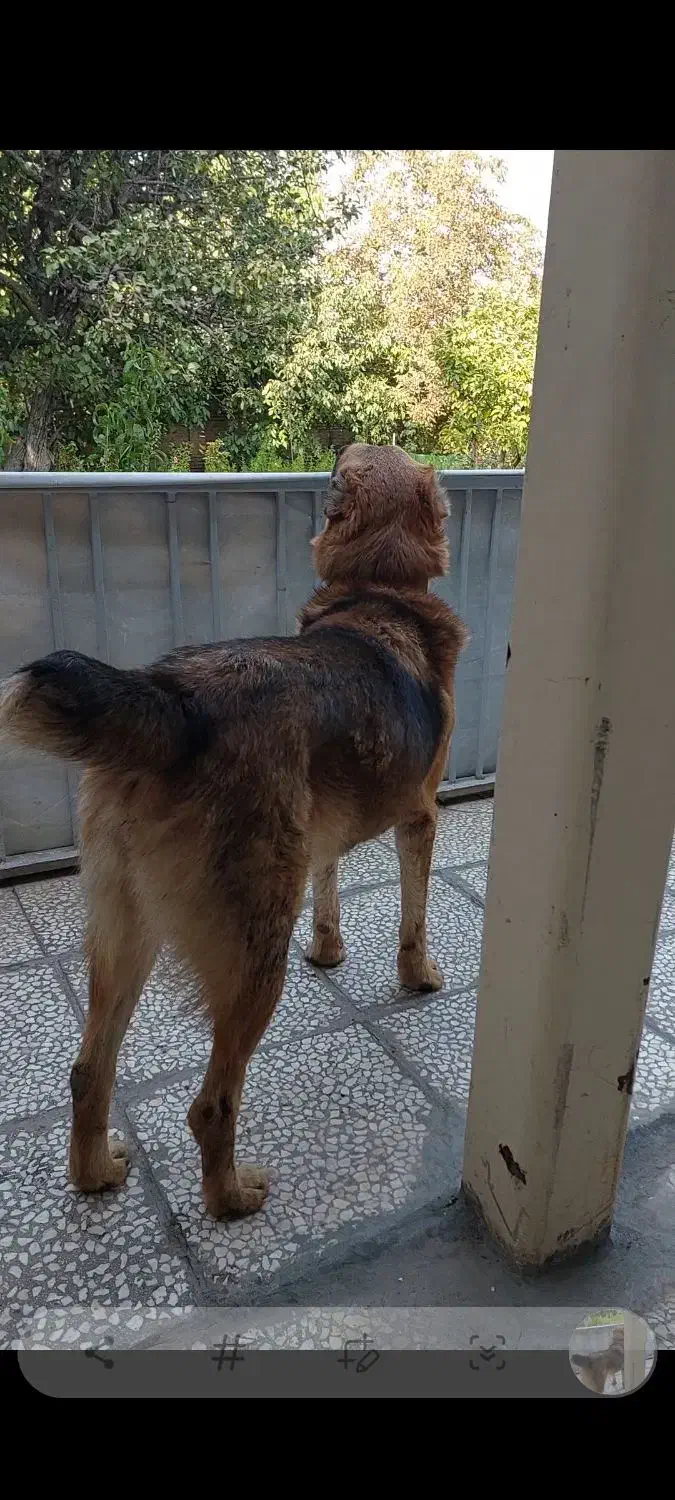 سگ دام|سگ|تهران, فلسطین (میدان انقلاب)|دیوار