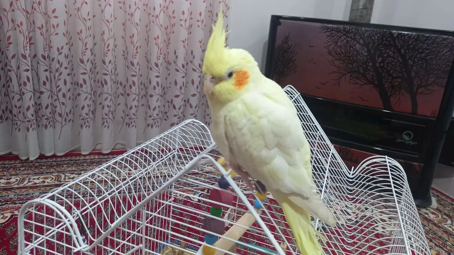 عروس هلندی نر|پرنده|دورود, |دیوار