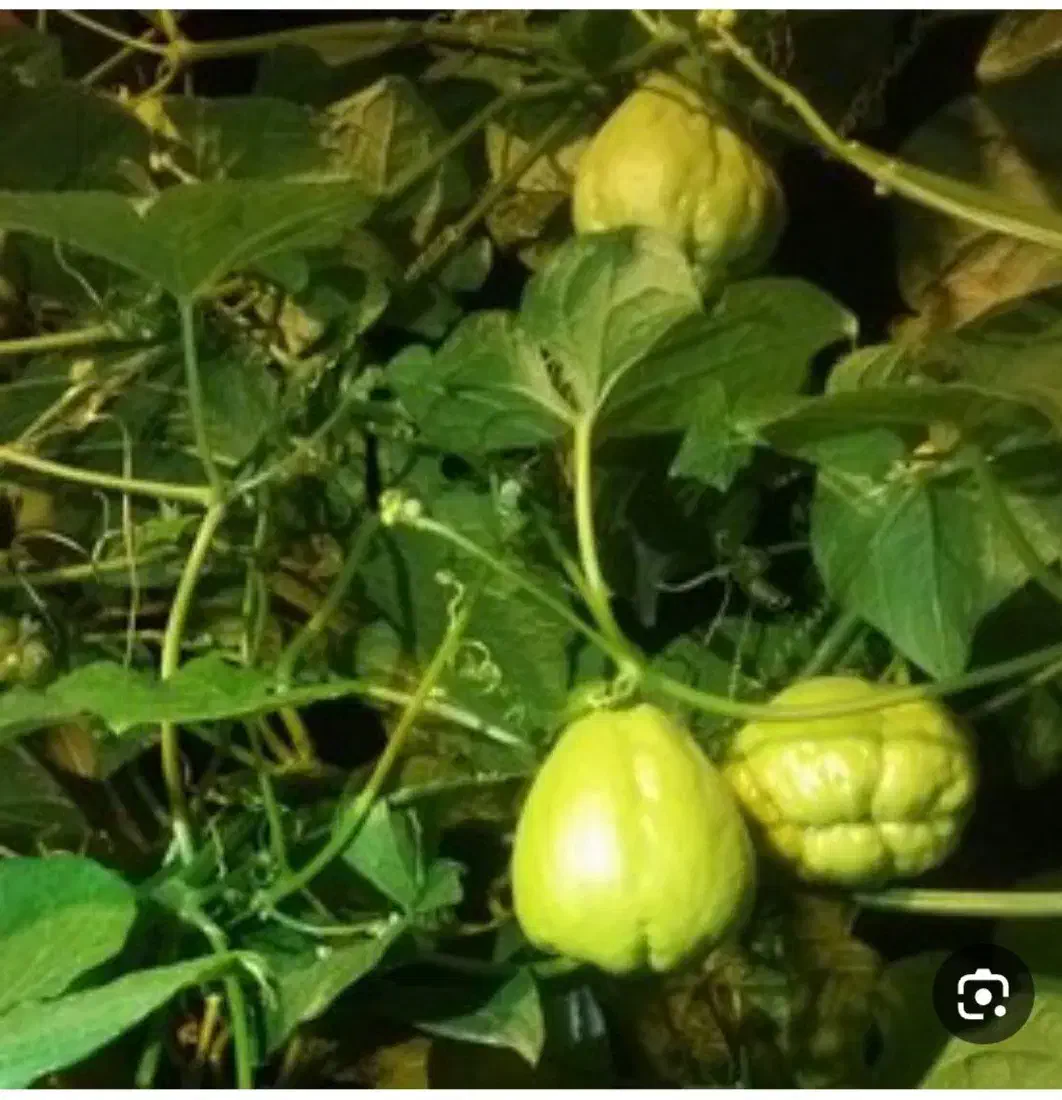 میوه چایوت|خوردنی و آشامیدنی|بابلسر, |دیوار