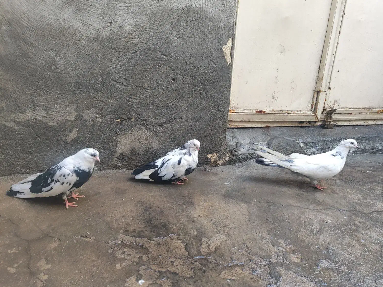 پرنده کبوتر|پرنده|میانه, |دیوار