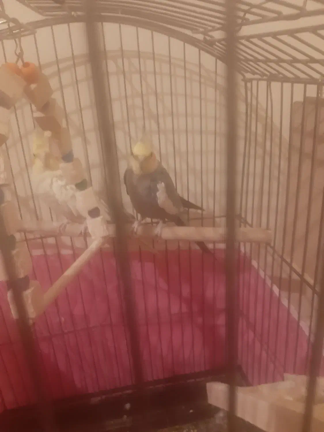 پرنده عروس هلندی مولد|پرنده|پرند, فاز ۶|دیوار