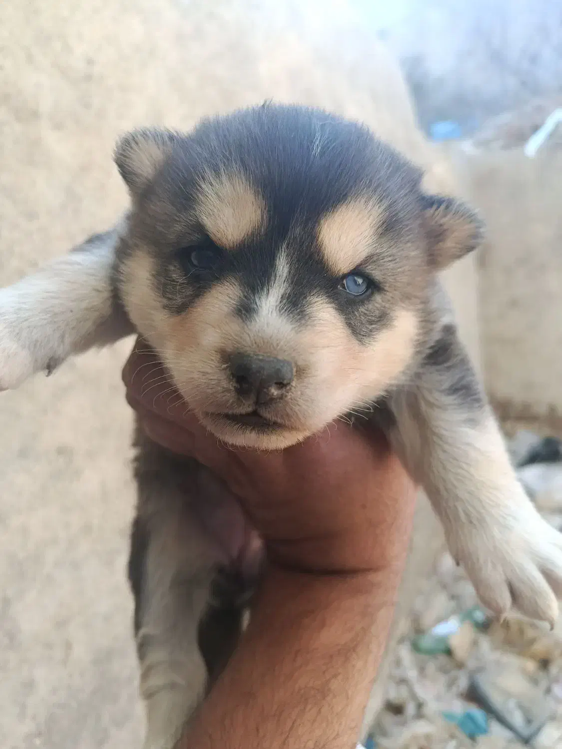 هاسکی با توله|سگ|اراک, |دیوار