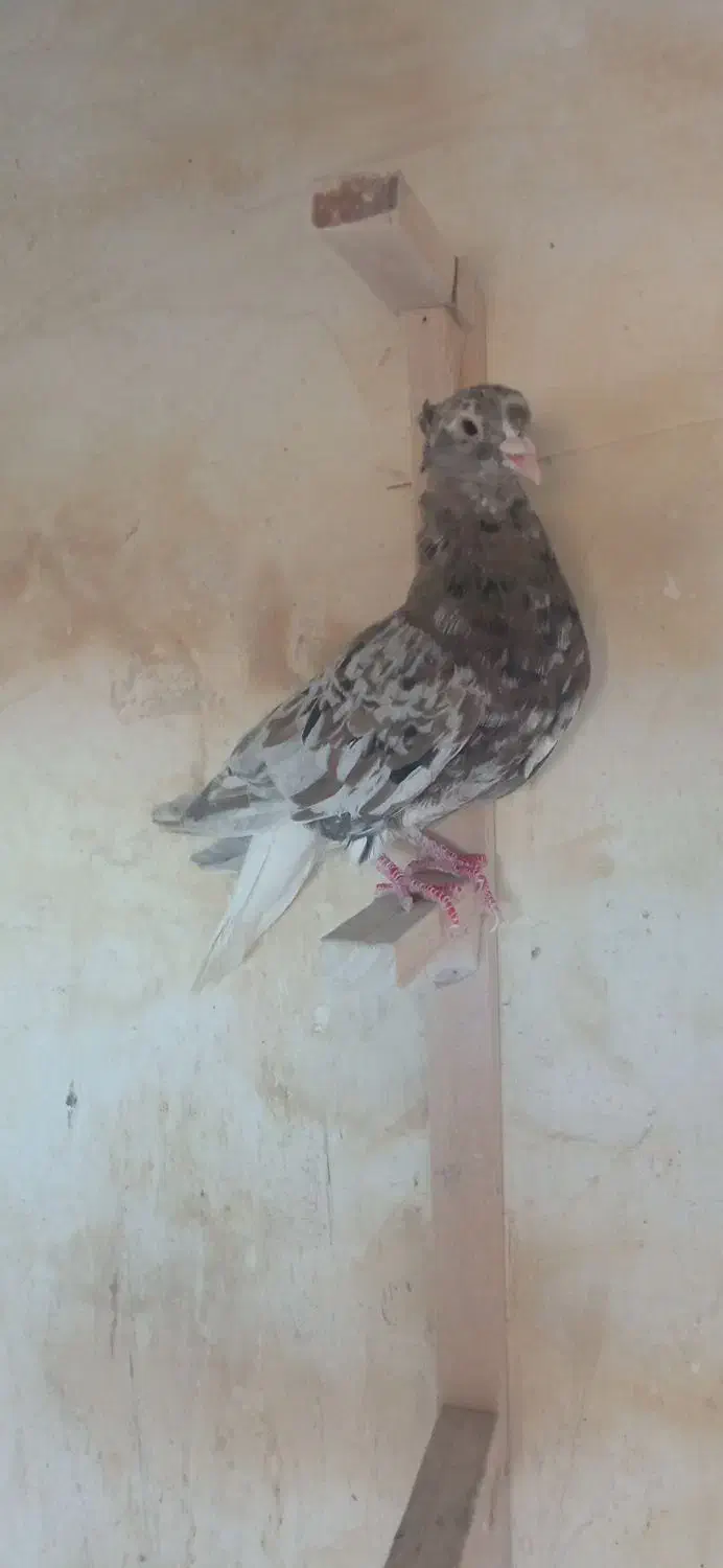 سوردم سفید|پرنده|بم, |دیوار