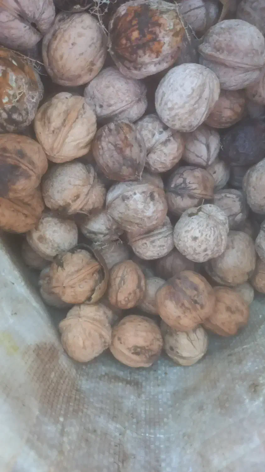 گردو تازه|خوردنی و آشامیدنی|اصفهان, سرشبادران|دیوار