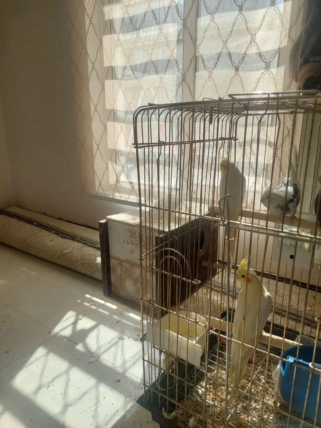 عروس هلندی|پرنده|سیرجان, |دیوار