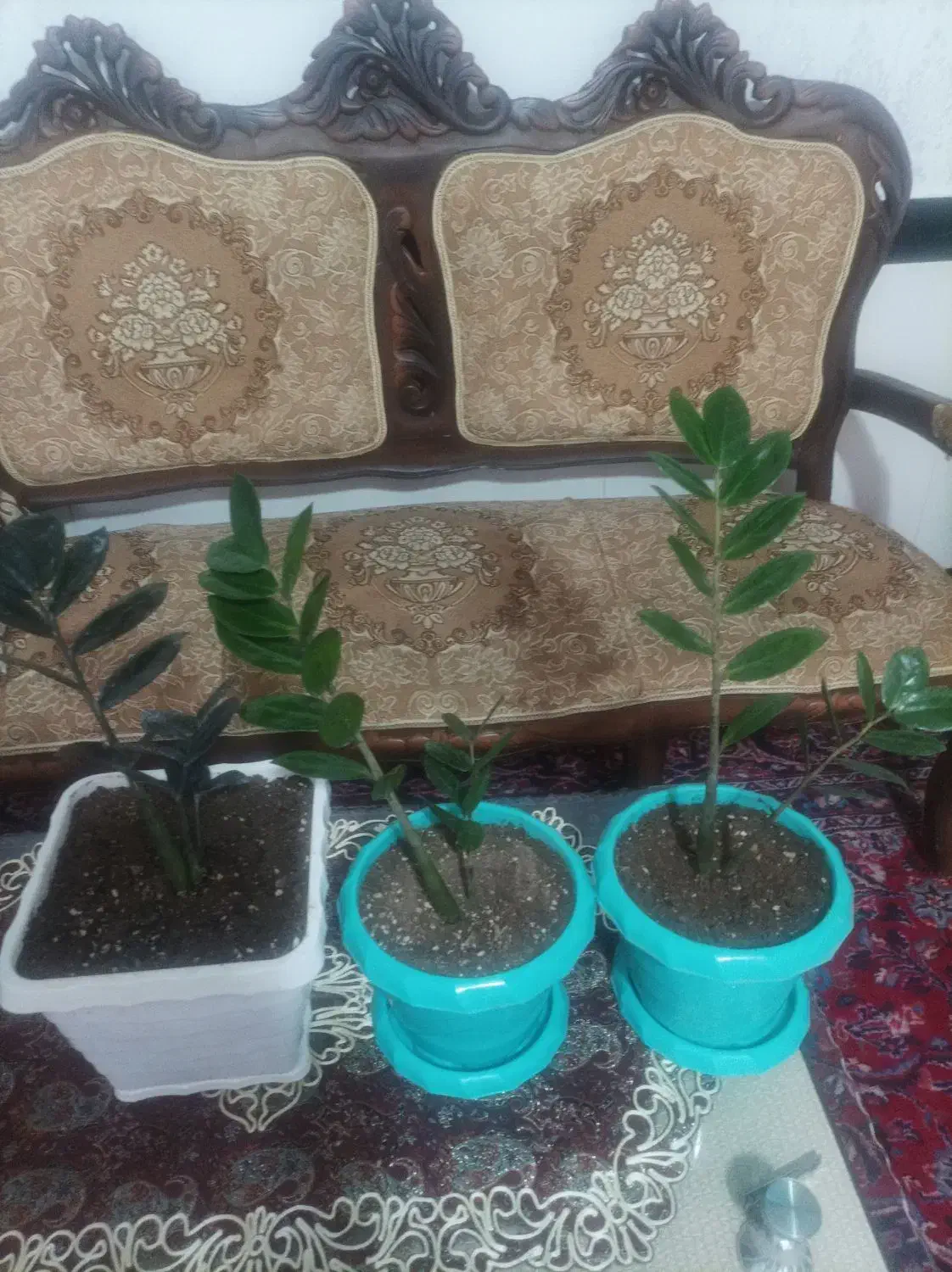 سلام زاموفیلیا سرحال دونه ای 3000000هزار تومان|گل و گیاه طبیعی|بناب, |دیوار