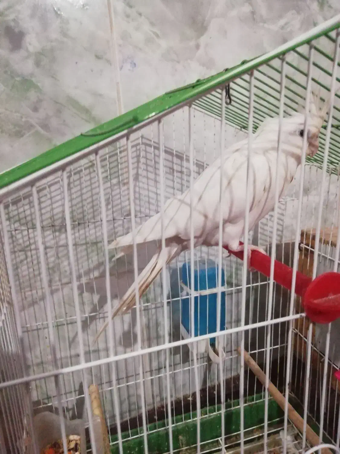 عروس هلندی|پرنده|کاکی, |دیوار